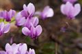 Cyclamen hederifolium-3 Cyklamen bluszczolistny